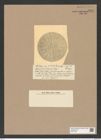 Actinocyclus oceanicus Rattr. (de-Toni-Nr.: Genus 195, Species 4753) Zeichnungen Sammlung Grunow Nr. 8391 (NHMW-BOT-W0377823)